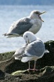 Relaxing Gulls
